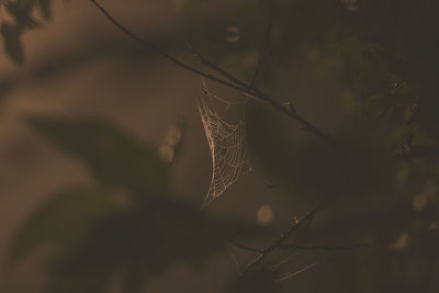 Close-up of spider web on plant