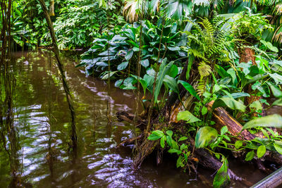 High angle view of plants in lake