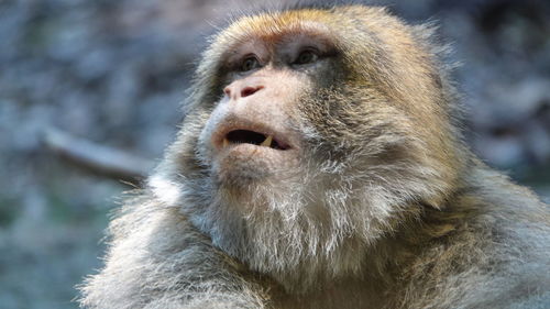 Close-up of monkey