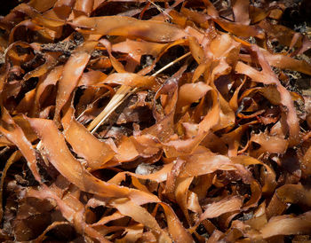 Full frame shot of firewood