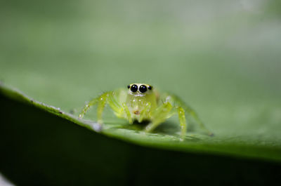 Close-up of spider on leaf