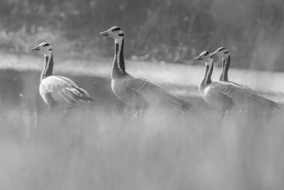 Birds in a lake