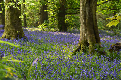 Purple flowering plants by trees in forest