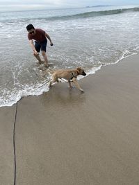 Dog on beach