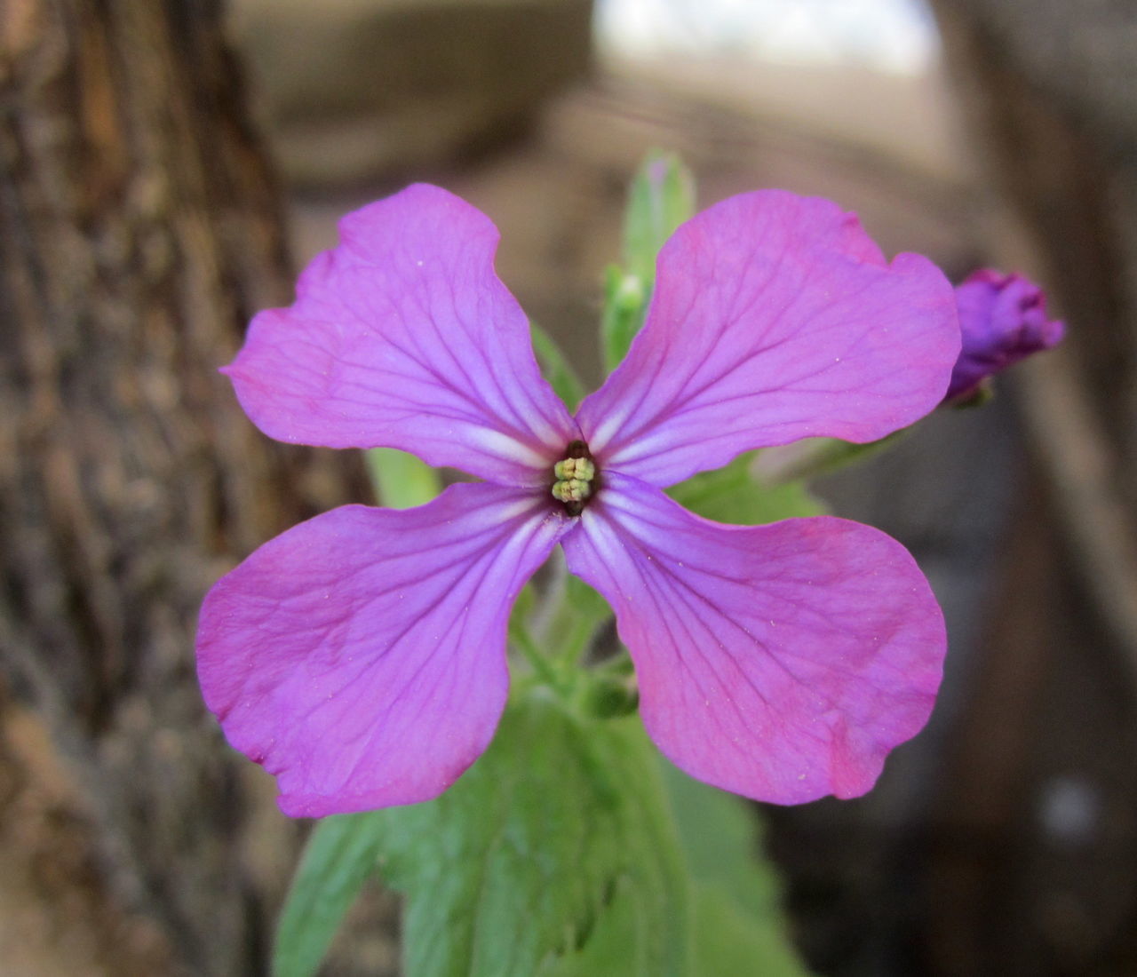 flower, flowering plant, plant, freshness, close-up, beauty in nature, petal, inflorescence, flower head, fragility, pink, purple, focus on foreground, growth, macro photography, nature, wildflower, no people, outdoors, pollen, blossom, botany, day, magenta, springtime