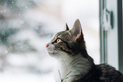 Close-up of a cat looking away