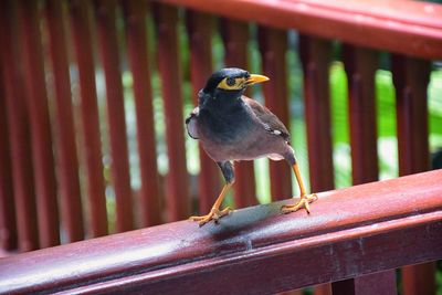 Myna bird yellow beak, black-brown phuket thailand indian, locust starling, starling family. asia.