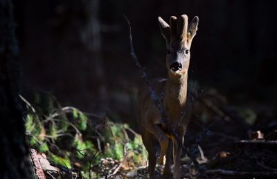 Deer standing in a forest
