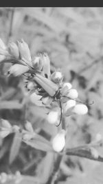 Close-up of flowers blooming on tree