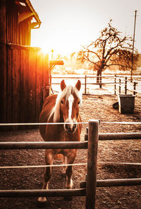 Horse standing in stable