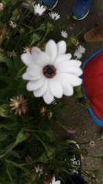 Close-up high angle view of flowers