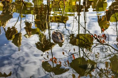 Close-up of duck swimming in lake