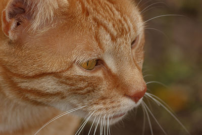 Close-up of a cat looking away