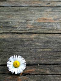 Close-up of white daisy flower on table