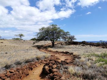 Trees on beach against sky