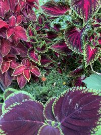 Full frame shot of fresh green leaves
