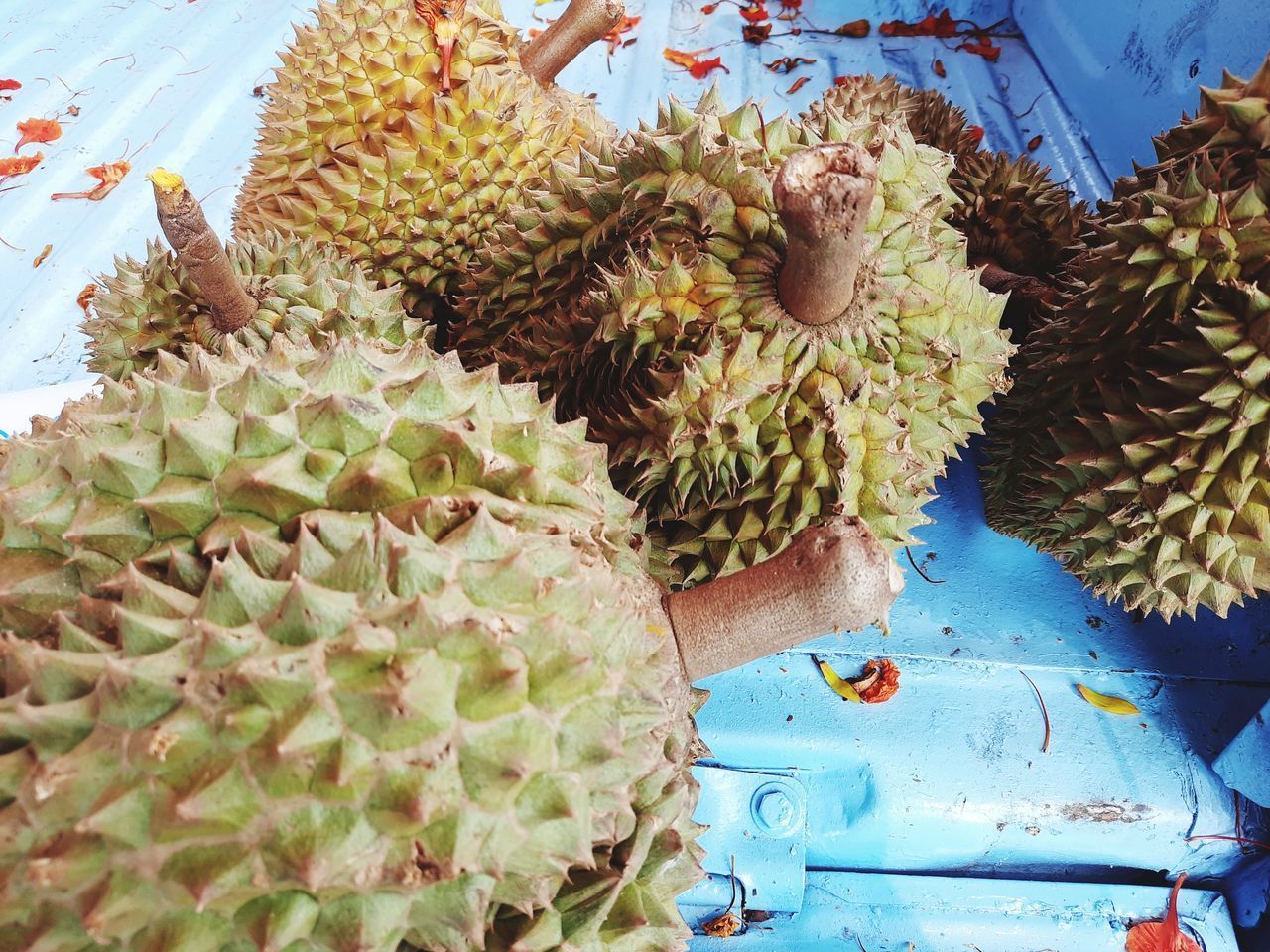 HIGH ANGLE VIEW OF SUCCULENT PLANT