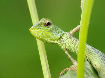 Close-up of lizard on plant 