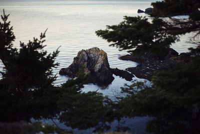 Scenic view of sea by trees against sky