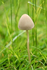 Close-up of mushroom growing on field