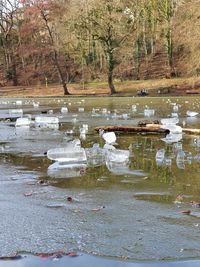 Ducks swimming in lake