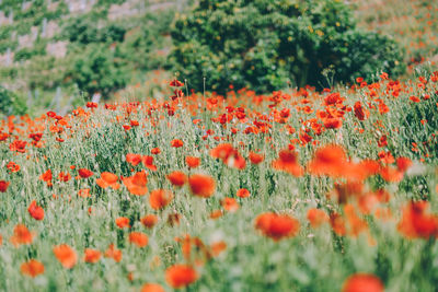 View of flowering plants on field