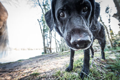 Close-up portrait of a dog