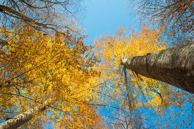 Low angle view of autumn trees against clear blue sky
