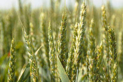 Close-up of wheat growing on field