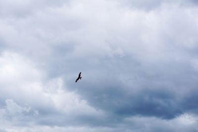 Low angle view of bird flying in sky