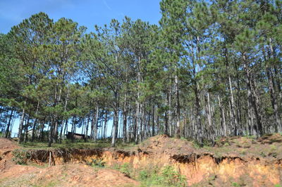 Low angle view of trees in forest against sky