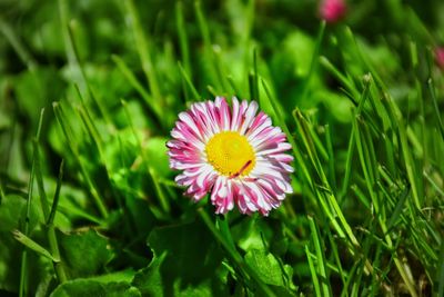 Close-up of pink flowers