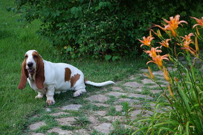 Portrait of dog on grass