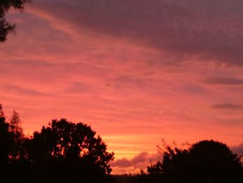 Low angle view of silhouette trees against orange sky