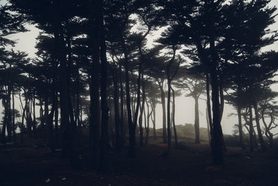 Trees in forest