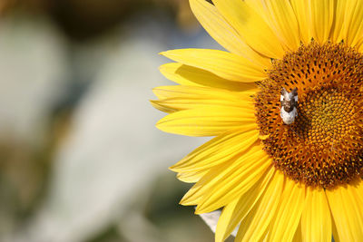 Macro shot of insect pollinating on sunflower