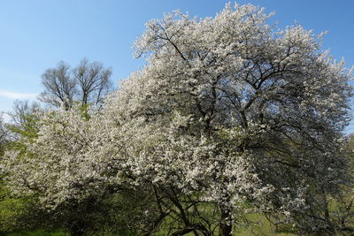 Low angle view of cherry blossom against sky