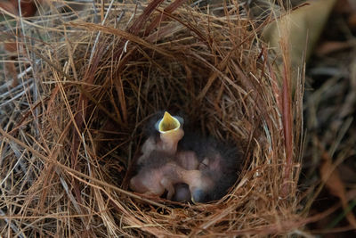 High angle view of birds in nest