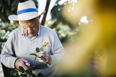 Senior man cutting rose in the garden