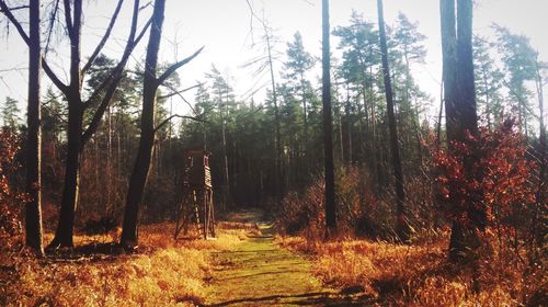 Trees in forest against sky