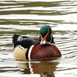 Duck swimming in a lake