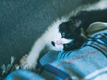 Close-up of kitten relaxing on bed