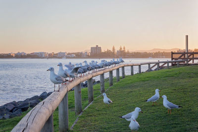 Seagulls perching on bridge over river against clear sky