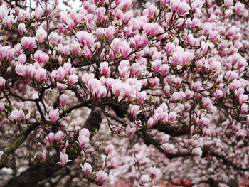 Pink flowers blooming on tree