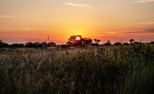 Plants growing on field against sky during sunset