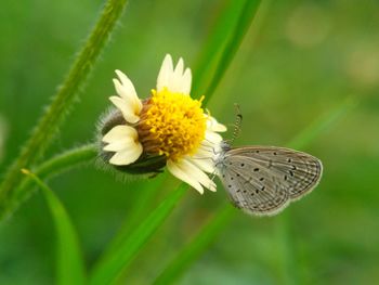 Close-up of insect on yellow flower