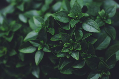 Close-up of plants growing outdoors