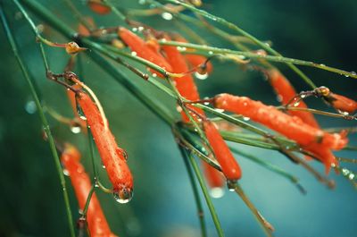 Close-up of wet plant