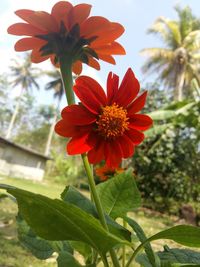 Close-up of orange flower blooming outdoors