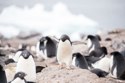 Penguins on rocks at beach